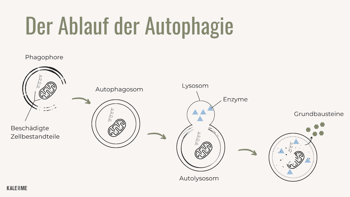 Autophagie Prozess erklärt